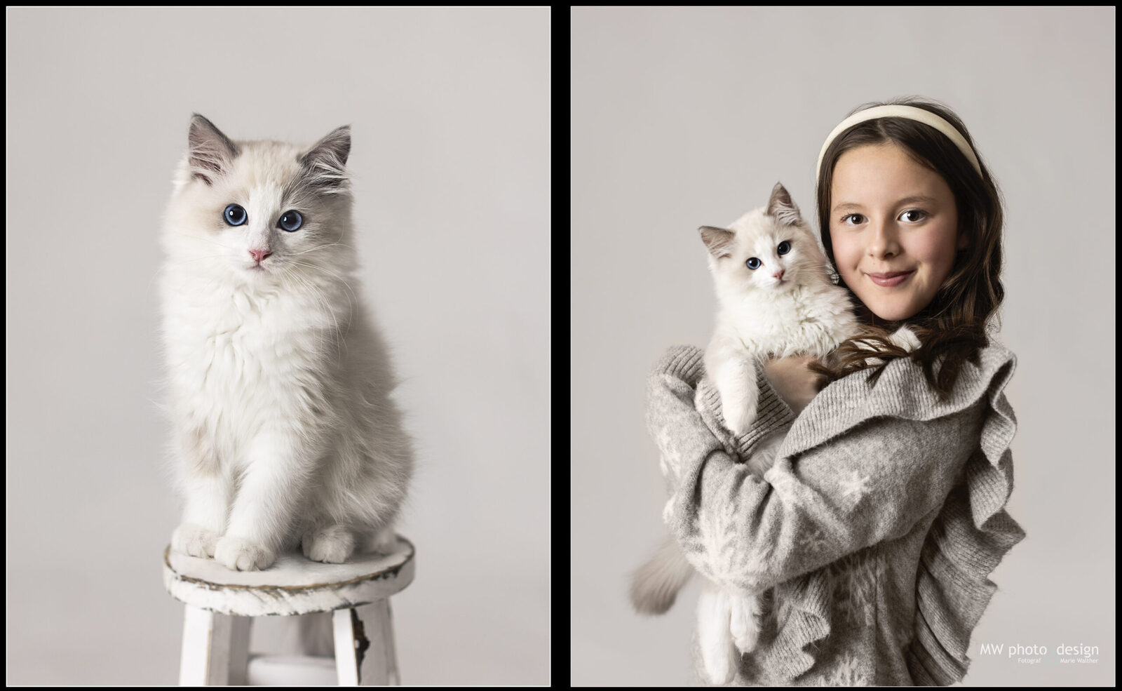 husdjur, katt, djurfotograf, djurporträtt